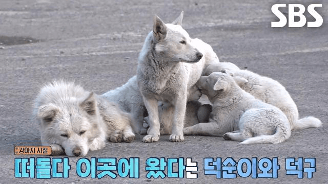 TV 동물농장