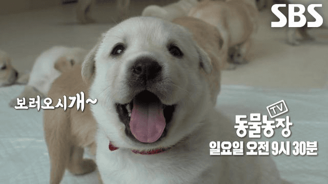 TV 동물농장