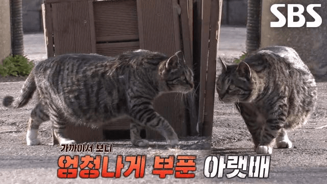 TV 동물농장