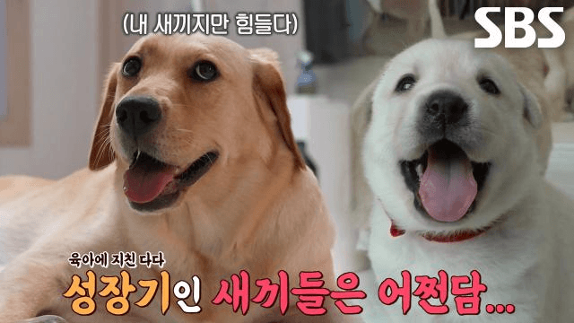 TV 동물농장