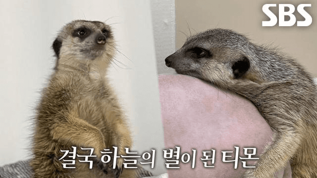 TV 동물농장