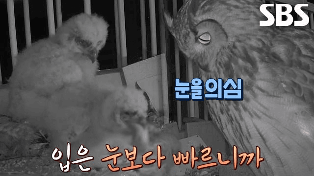 TV 동물농장