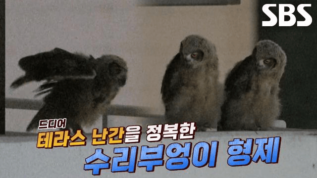 TV 동물농장