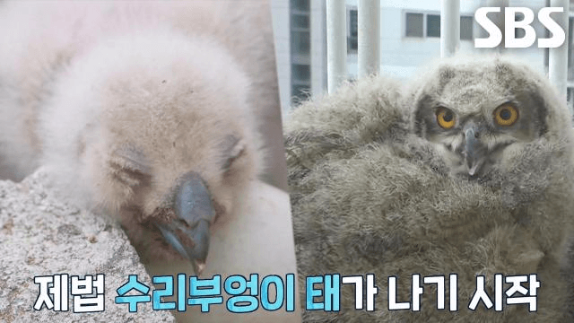 TV 동물농장