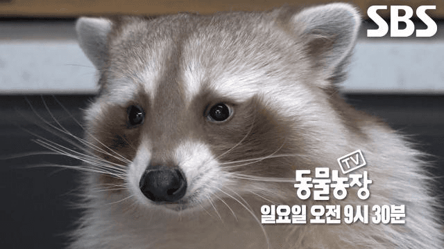 TV 동물농장