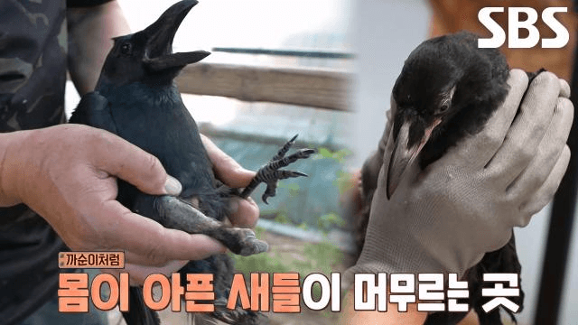 TV 동물농장
