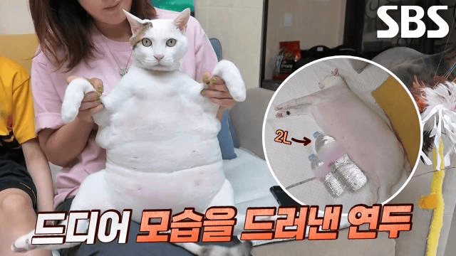 TV 동물농장