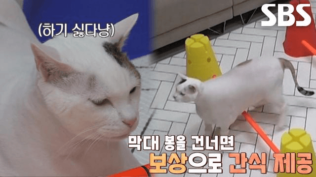 TV 동물농장