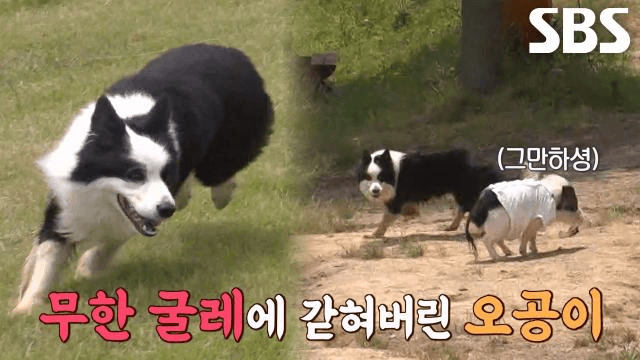 TV 동물농장