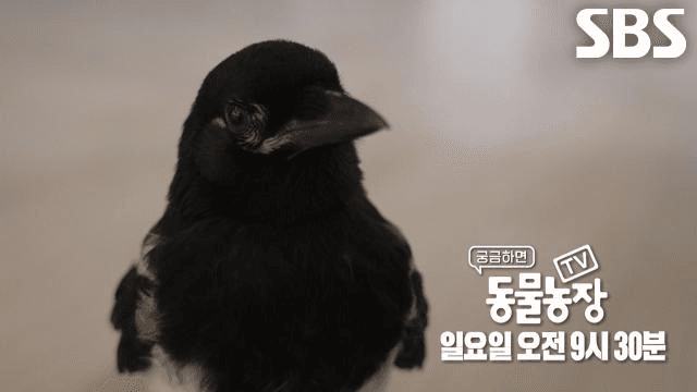 TV 동물농장