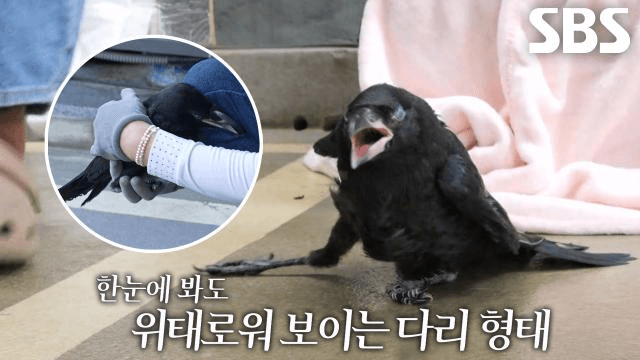 TV 동물농장