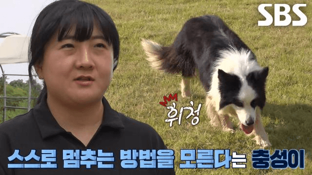 TV 동물농장