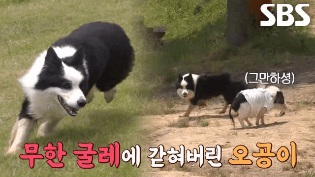 TV 동물농장