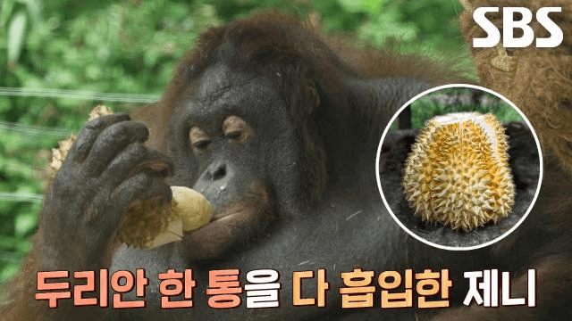 TV 동물농장