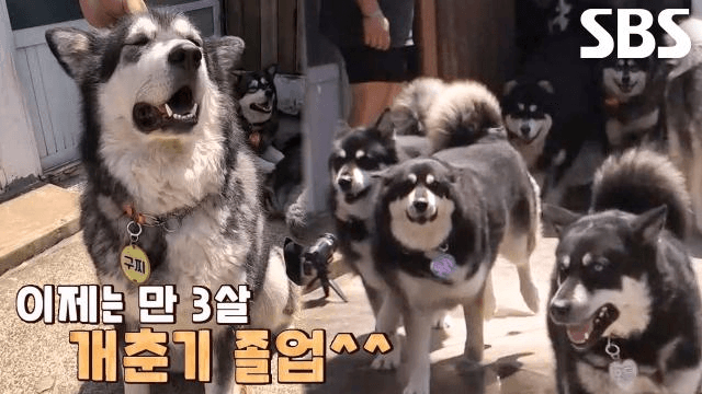 TV 동물농장