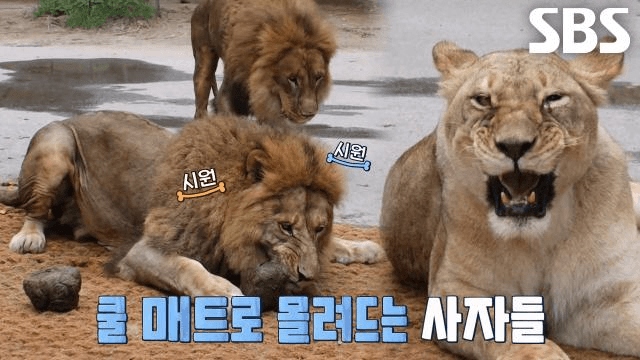 TV 동물농장