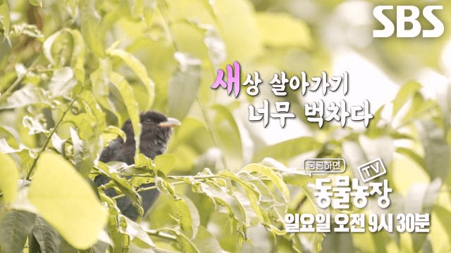 TV 동물농장