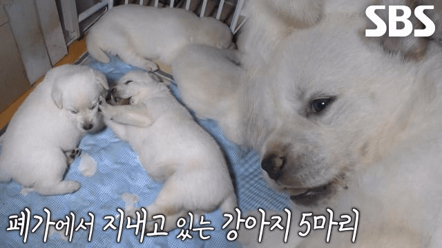 TV 동물농장
