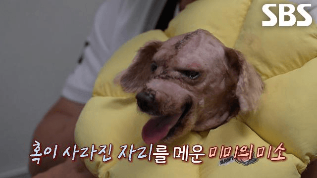 TV 동물농장