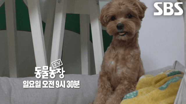 TV 동물농장