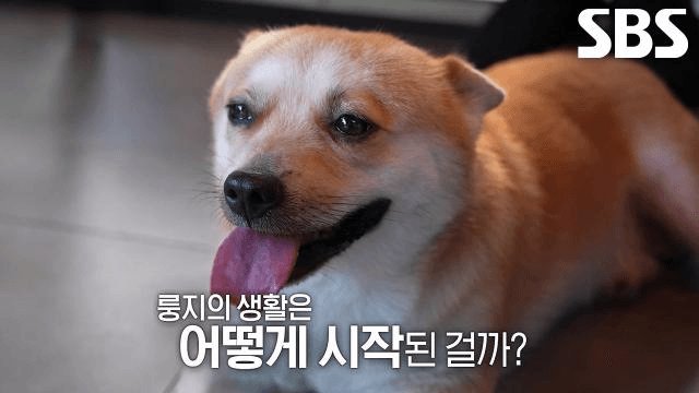 TV 동물농장