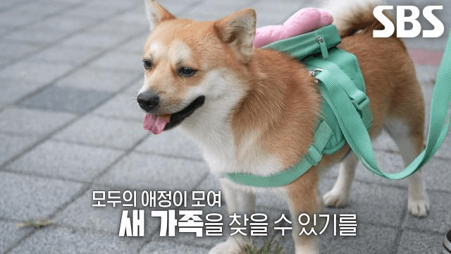TV 동물농장