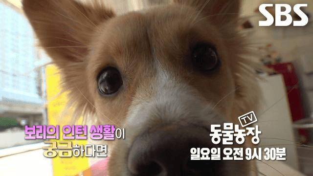 TV 동물농장