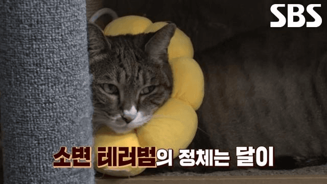 TV 동물농장