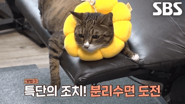 TV 동물농장