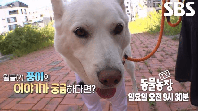 TV 동물농장