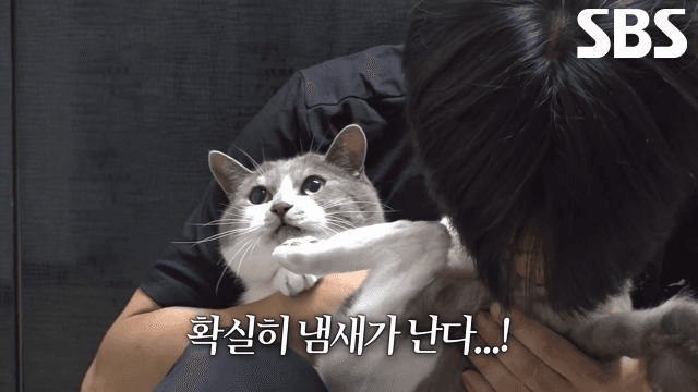 TV 동물농장