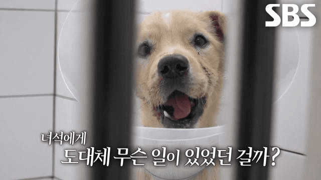 TV 동물농장