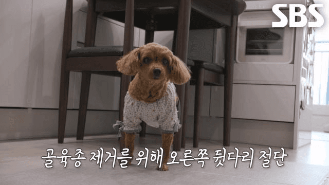 TV 동물농장