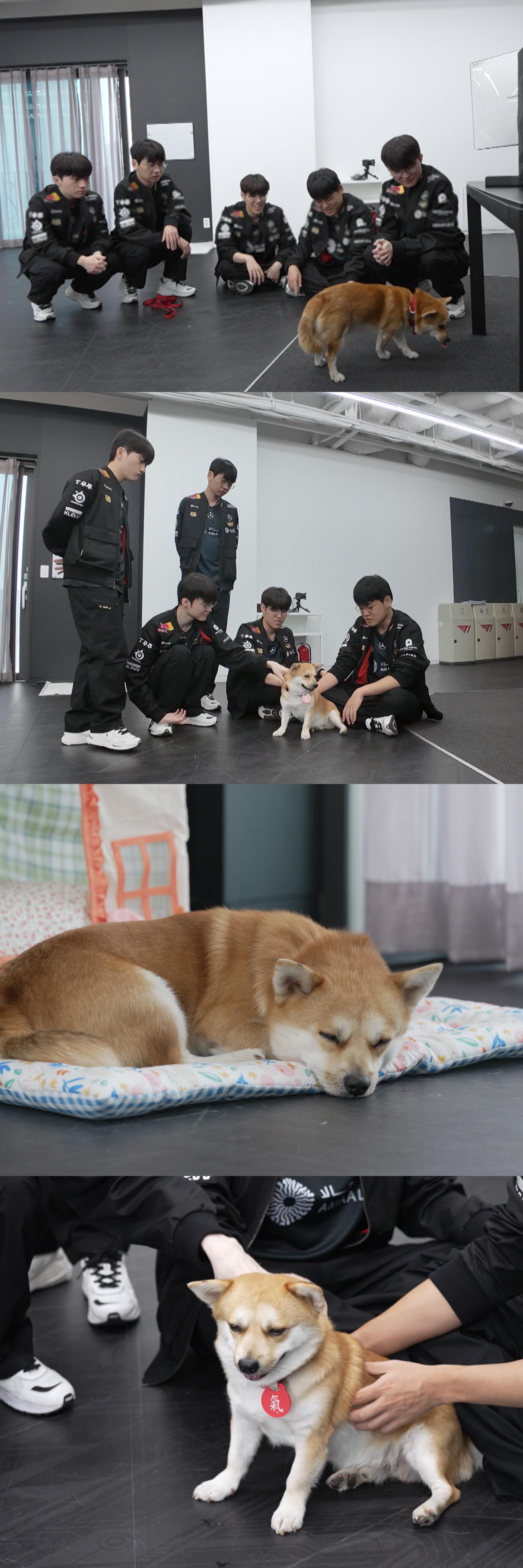 [SBS TV 동물농장] T1 선수단 전원 줄 세웠다… ‘룽지 기운 받기’ 심취한 현장