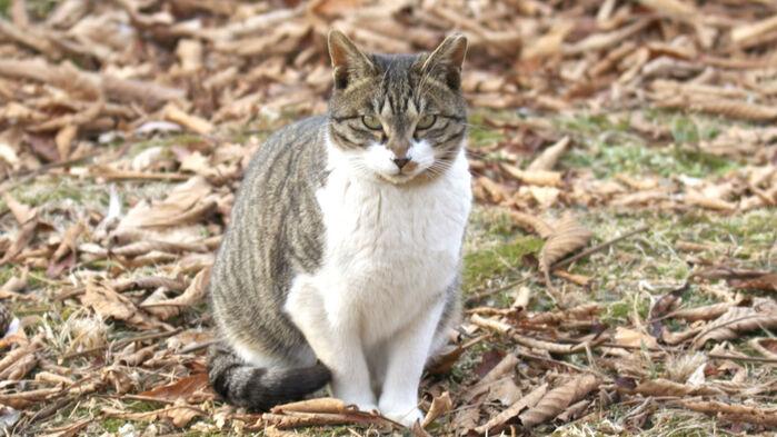 개 풀어 고양이 죽이더니…"대체 왜" 항의에 목 조르고 '퍽퍽'