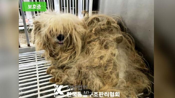 강남 한복판서 강아지 집단 발견…"처참" 상태 어땠길래
