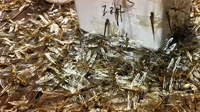 수천마리 몰려와 '다닥다닥'…벌써 제주 바다 뒤덮었다