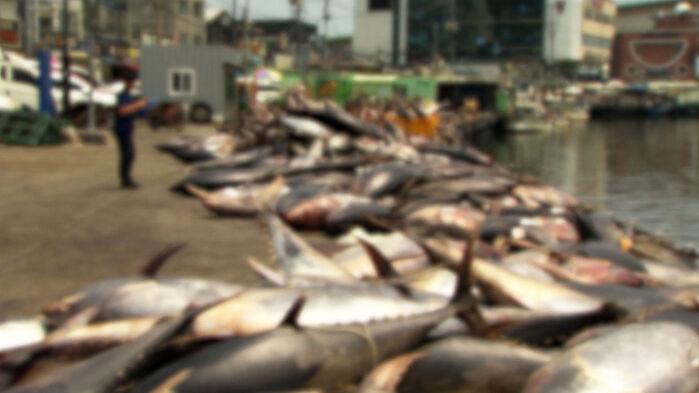 130톤 사체 줄줄이…"무더기는 처음" 영덕서 무슨 일