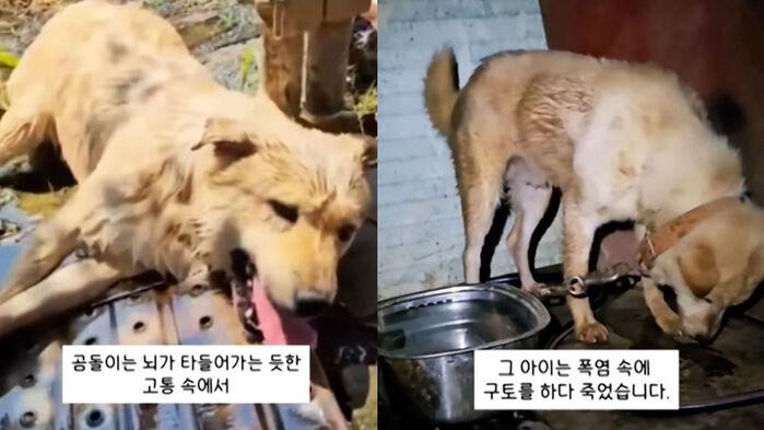 35도 뙤약볕 아래 목줄 묶여 '헥헥'…구토해가며 죽었다