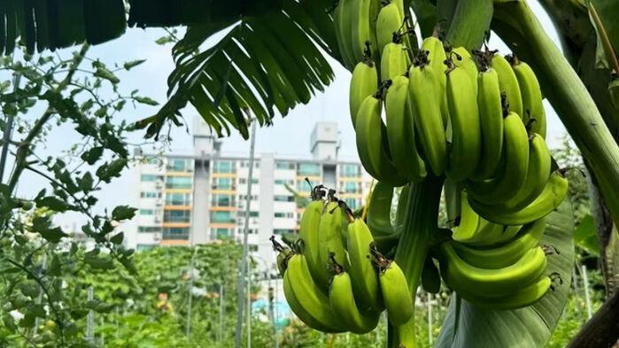 푹푹 찌는 날씨에 주렁주렁?…"동남아 된 서울" 깜짝