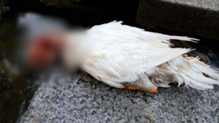 작년 돌팔매에 죽었는데…다리 밑 사체에 "또 학생들?"
