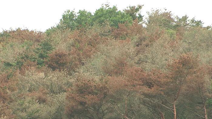 제주서 급속히 번져 '비상'…누렇게 말라죽는데 속수무책
