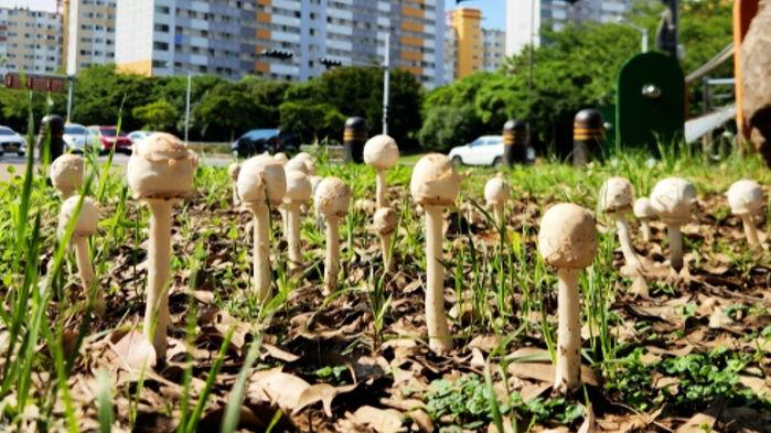 제주 아파트 단지까지 번져 비상…"먹었다간 큰일" 정체