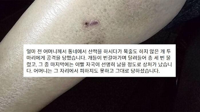 목줄도 없이 '덥석'…"우리 애가?" 견주 반응 어땠길래