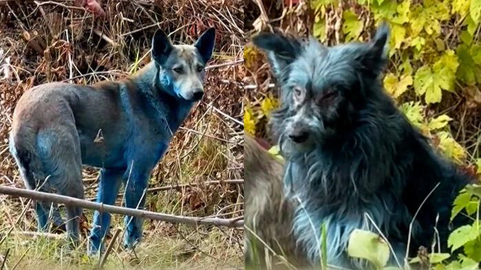 "일주일 만에 이상" 원전 사고 현장 기이한 유기견 모습