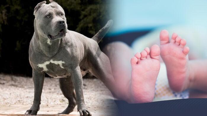 집에서 기르던 괴물견에 참변…9개월 아기 비참한 죽음