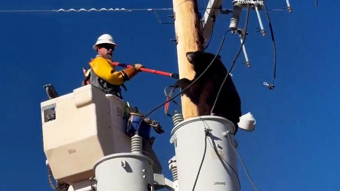 7천 볼트 넘는데 '꽉'…전신주 올라간 야생곰 아찔