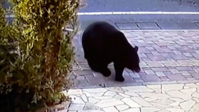 "언제 덮칠지 몰라" 발길 뚝…겨울잠 잊고 습격 이유