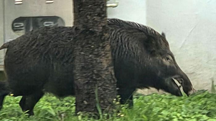 부산 도심서 멧돼지 출현했다가 인근 산으로 달아나