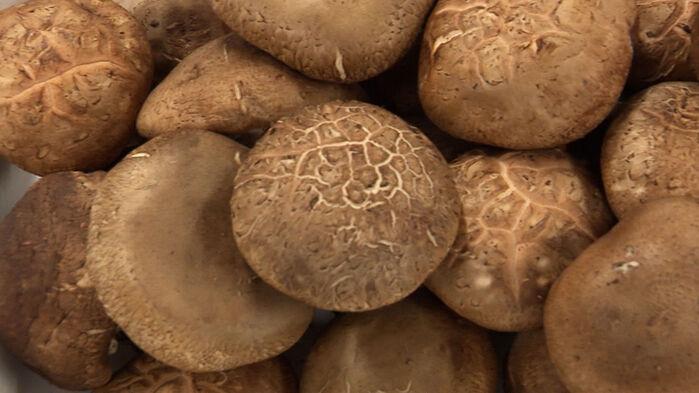 [단독] "직접 키웠다" 9백 톤 팔린 '최상급' 표고의 비밀